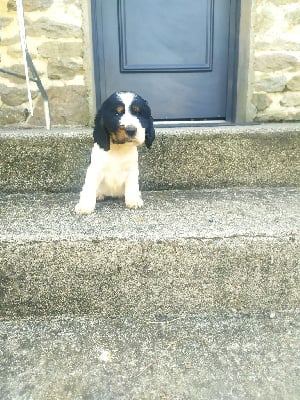 Les chiots de Cocker Spaniel Anglais