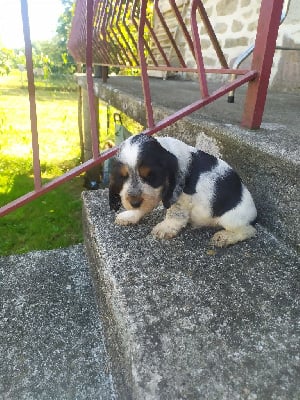 Les chiots de Cocker Spaniel Anglais