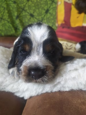 Les chiots de Cocker Spaniel Anglais