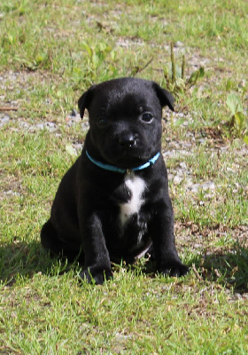 Les chiots de Staffordshire Bull Terrier