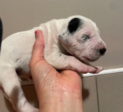 Les chiots de Dalmatien