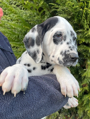 Les chiots de Dalmatien