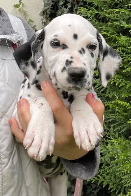 Les chiots de Dalmatien