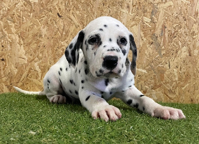 Les chiots de Dalmatien