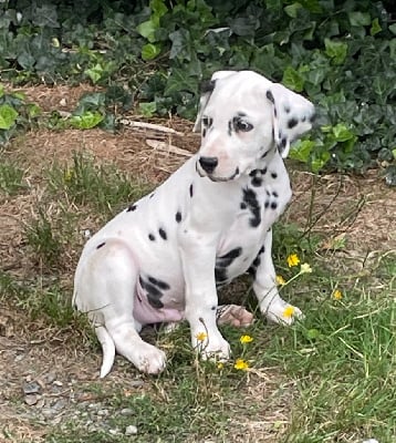 Les chiots de Dalmatien