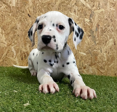 Les chiots de Dalmatien