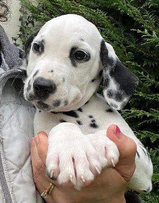 CHIOT 8 - Dalmatien