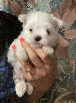 CHIOT 1 - Bichon maltais