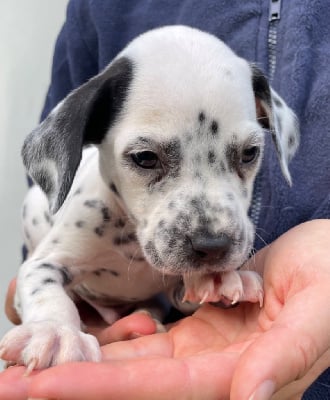 Les chiots de Dalmatien