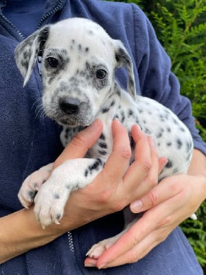 Les chiots de Dalmatien