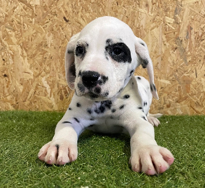 Les chiots de Dalmatien