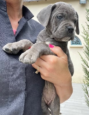 CHIOT 12 grise bringé - Cane Corso