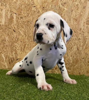 Les chiots de Dalmatien