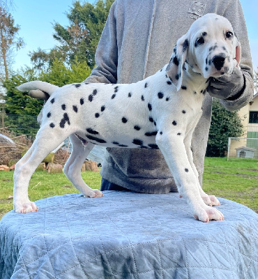 Les chiots de Dalmatien