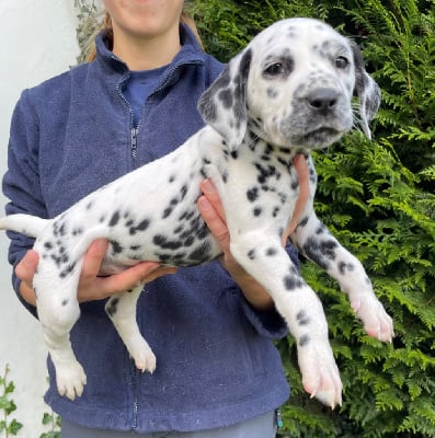 Les chiots de Dalmatien