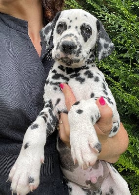 Les chiots de Dalmatien