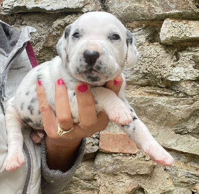 CHIOT 8 - Dalmatien