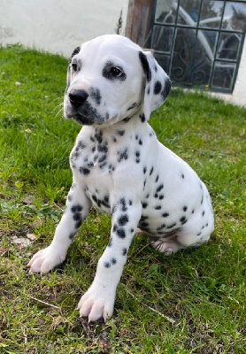 Les chiots de Dalmatien