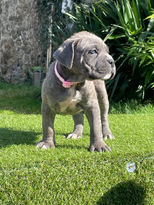 Les chiots de Cane Corso