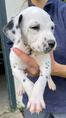 Les chiots de Dalmatien