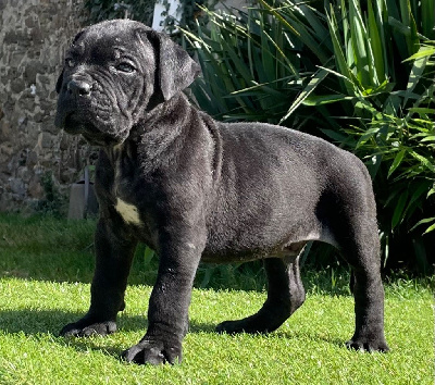 Les chiots de Cane Corso