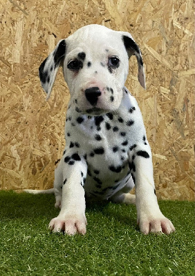 Les chiots de Dalmatien