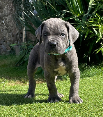 Les chiots de Cane Corso