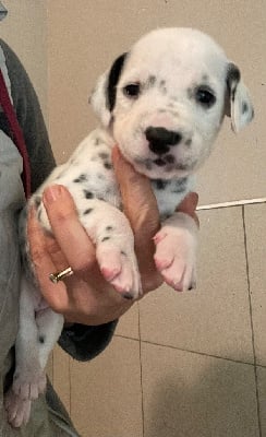 Les chiots de Dalmatien