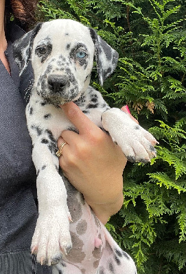 Les chiots de Dalmatien