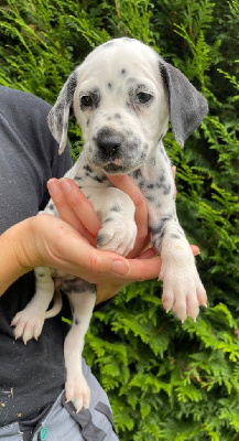 Les chiots de Dalmatien