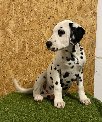 Les chiots de Dalmatien