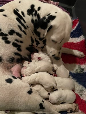 Les chiots de Dalmatien