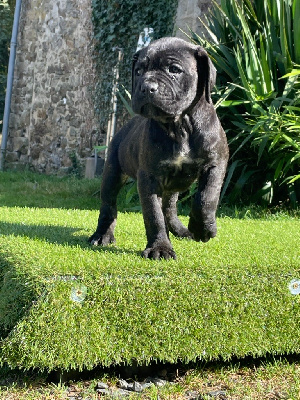 Les chiots de Cane Corso