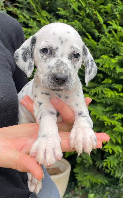 Les chiots de Dalmatien