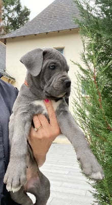 CHIOT 10 grise - Cane Corso