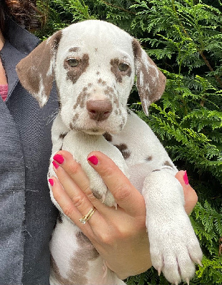 Les chiots de Dalmatien