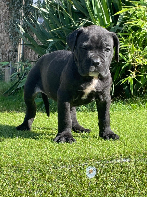 Les chiots de Cane Corso