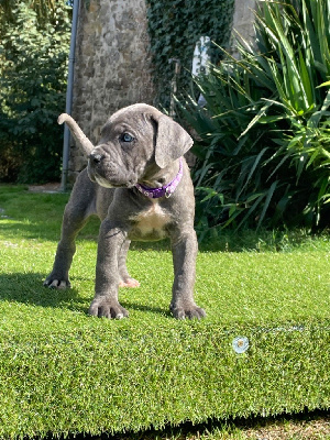 Les chiots de Cane Corso