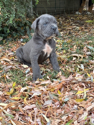 Les chiots de Cane Corso