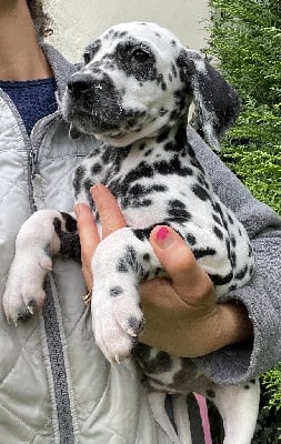 Les chiots de Dalmatien