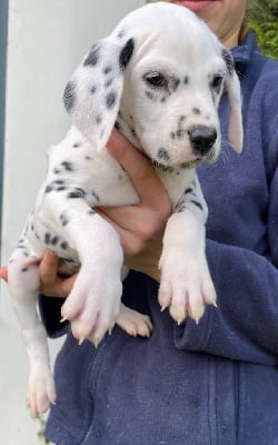 Les chiots de Dalmatien