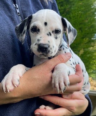 Les chiots de Dalmatien