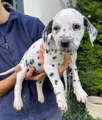 Les chiots de Dalmatien