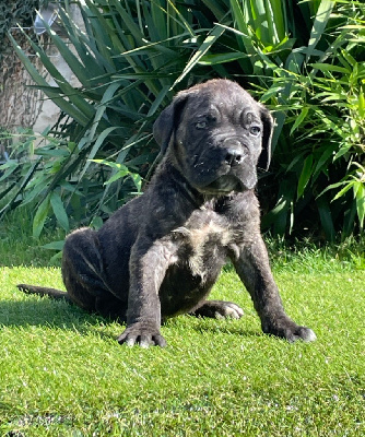 CHIOT 2 noir bringé rouge - Cane Corso