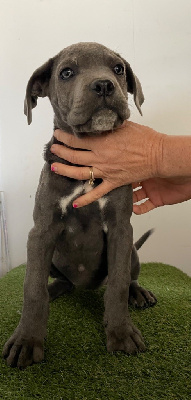 Les chiots de Cane Corso