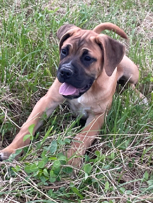 Les chiots de Cane Corso