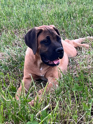 Les chiots de Cane Corso