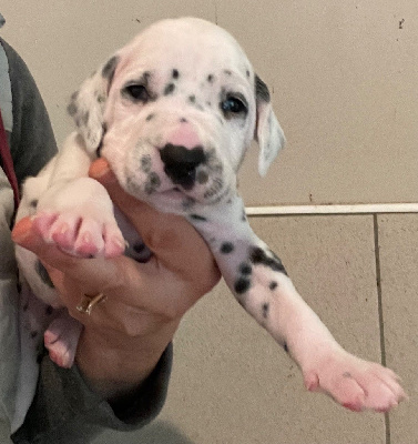 Les chiots de Dalmatien