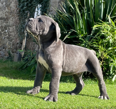 Les chiots de Cane Corso