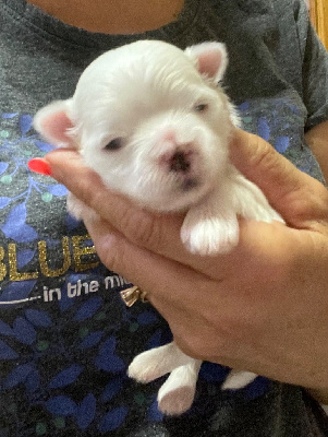 Les chiots de Bichon maltais